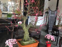-无锡梅园公园