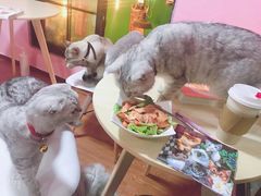 -李小姐の猫咖啡馆(五角场店)