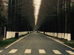 -黄海国家森林公园