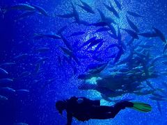 -珠海长隆海洋王国