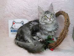 -十年猫舍·猫咪专门店(普陀店)