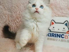 -十年猫舍·猫咪专门店(普陀店)