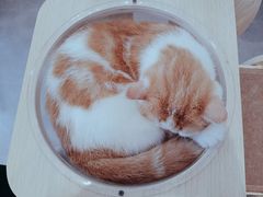 -飞行喵MR PILOT|猫舍·猫咖(静安大融城店)