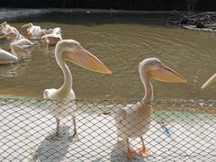 -广州长隆飞鸟乐园