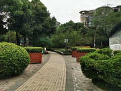-神仙树公园