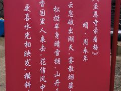 -香雪海