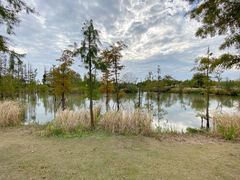 -上海长兴岛郊野公园