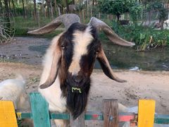 -广东花都香草世界旅游度假区
