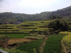 -桑洲油菜花景区