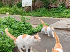 -惠山国家森林公园