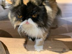 -瞄一喵猫咖(格力海岸店)