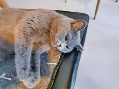 -平行世界·猫咖(首经贸店)