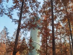 -黄海国家森林公园