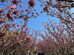 -高东镇樱花园