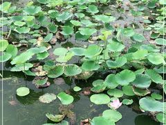 -天津东丽湖风景区
