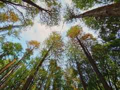 -上海共青森林公园