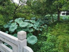 -盆景园(扬州大运河文化旅游度假区)