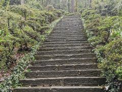 -南山植物园