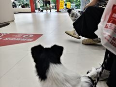 -御宝贝24h宠物医院·转诊中心·CT核磁血透中心(厦门总院)
