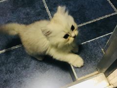 -美联众合动物医院(·中兽医·疑难杂症·严家桥分院)