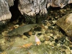 -丰圆轩粤式茶楼 . 点心粤菜(夏茅店)