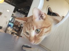 -Cappucimeow猫咪咖啡馆(韦伯时代店)