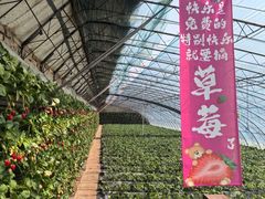 -大自然农场蔬菜草莓采摘园
