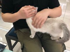 -鼓捣猫呢主题猫咖店