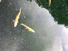 -丽江玉水寨