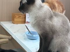 -喵园·猫主题咖啡厅·撸猫·猫咖(国贸店)