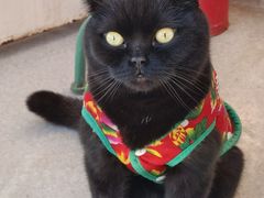 -喵屿·大理花园猫咖