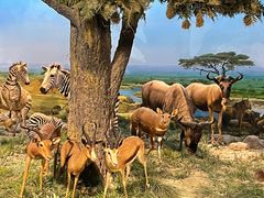 -国家自然博物馆