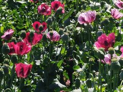 -国家植物园南园