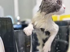 -宠颐生宠物医院·心肾内科·猫专科诊疗中心宠巢店