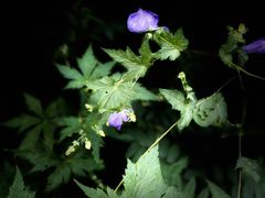 -五营红松林海景区