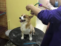 -酷狗靓猫宠物·洗护·美容·寄养(航北路店)