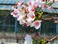 -中国科学院华南植物园