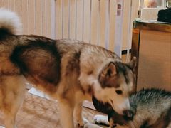 -Husky Go! 哈士奇体验馆·宠物咖啡厅狗咖