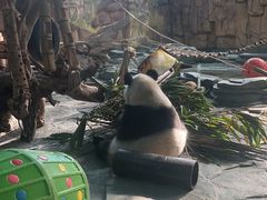 -泉州海丝野生动物世界