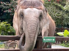 -野象谷景区