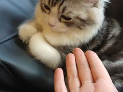 -飞行喵MR PILOT|猫舍·猫咖(静安大融城店)