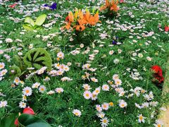 -石家庄市植物园