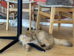 -Let's go狗咖·猫咖·奶狗·桌游(春熙路IFS店)