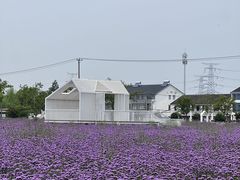 -荷塘月色湿地公园·向阳花洲