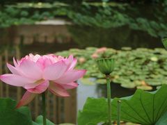 -陈家山荷花公园