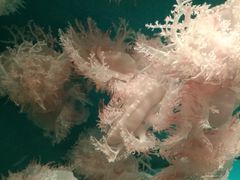 -福州罗源湾海洋世界旅游区