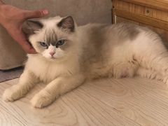 -猫和宫(六道口店)