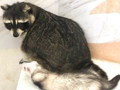-浣熊柯尔鸭土拨鼠·电玩咖