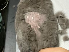-宠爱国际动物医院·消化内科·心肾内科·ISFM猫友好(望京店)