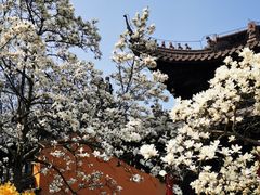 -灵谷景区